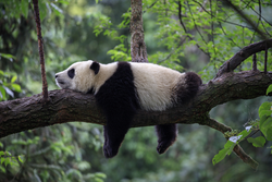 Panda Bear Sleeping on a Tree Branch, China Wildlife. Bifengxia nature reserve, Sichuan Province. Cute Lazy Baby Panda Sleeping in the Forest, Enjoying an afternoon nap with paws Hanging Down.; Shutterstock ID 688280269; purchase_order: -; job: -; client: -; other: -